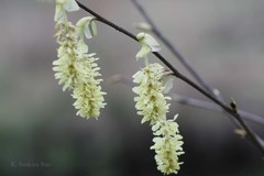 Corylopsis himalayana